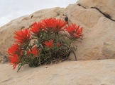 The newest spring blooms are the neon-orange-red Paintbrush.