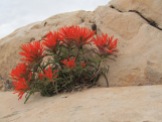 The newest spring blooms are the neon-orange-red Paintbrush.