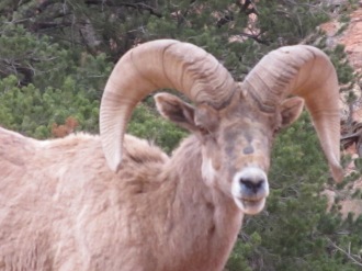 Black snout spots are likely scars from crashing horns with other rams.