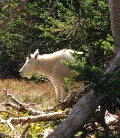 Mountain goats frequent the Logan Pass trails